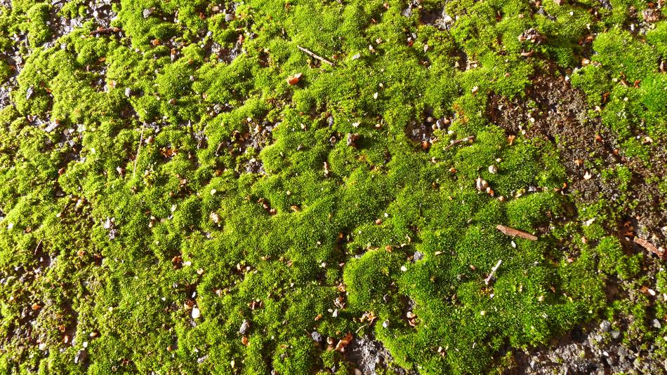 Moss Growing On