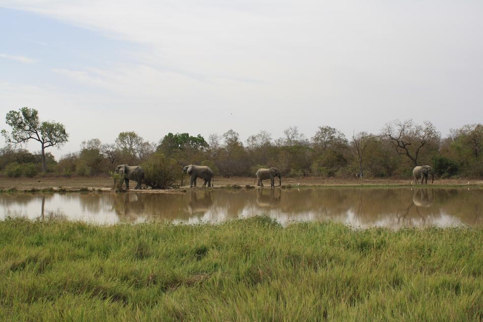 Ghana Elephants Natural Reserve