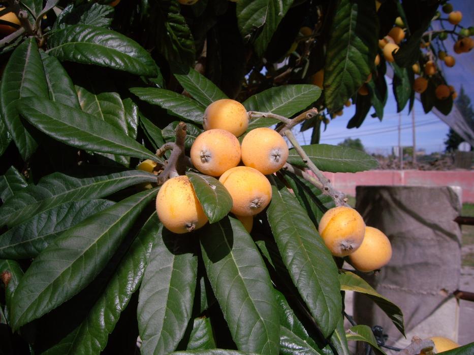 Tree Botanical Medlar