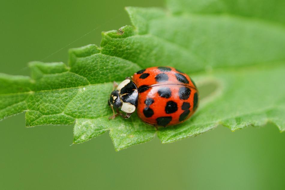 ladybug on the leaves