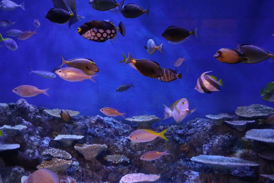The fish tank is beautiful