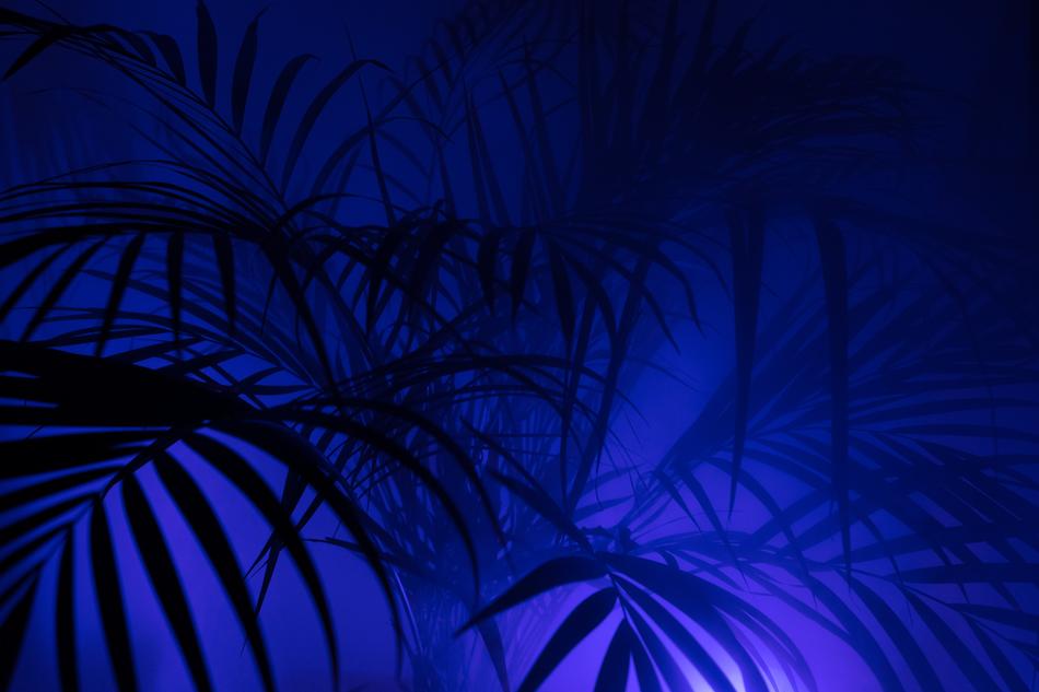palm leaves on blue background
