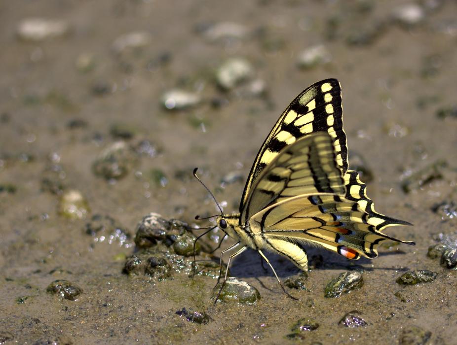 Butterfly Dovetail Drink