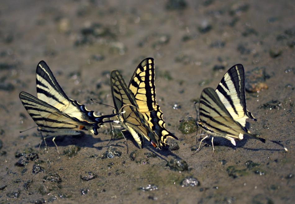 Butterfly Dovetail Drink