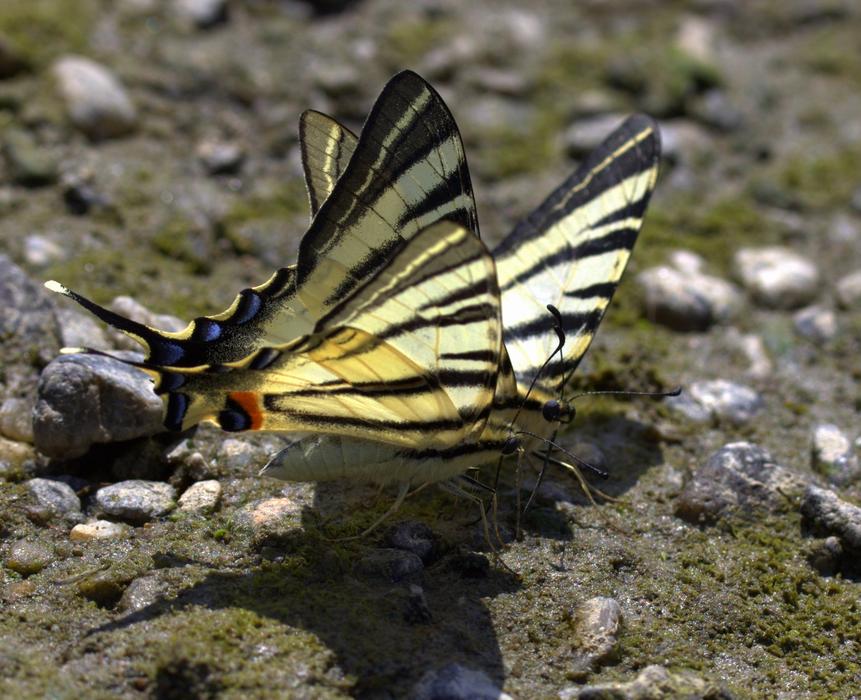 Butterfly Dovetail Drink