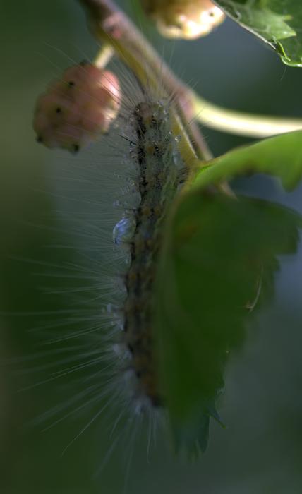 Caterpillar Millipede Duda