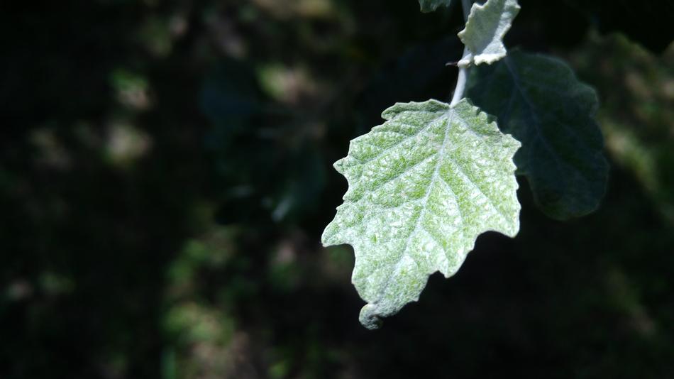 Leaf Tree