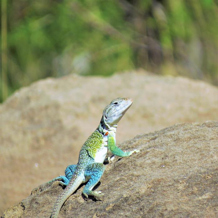 Reptile Lizard Colorful