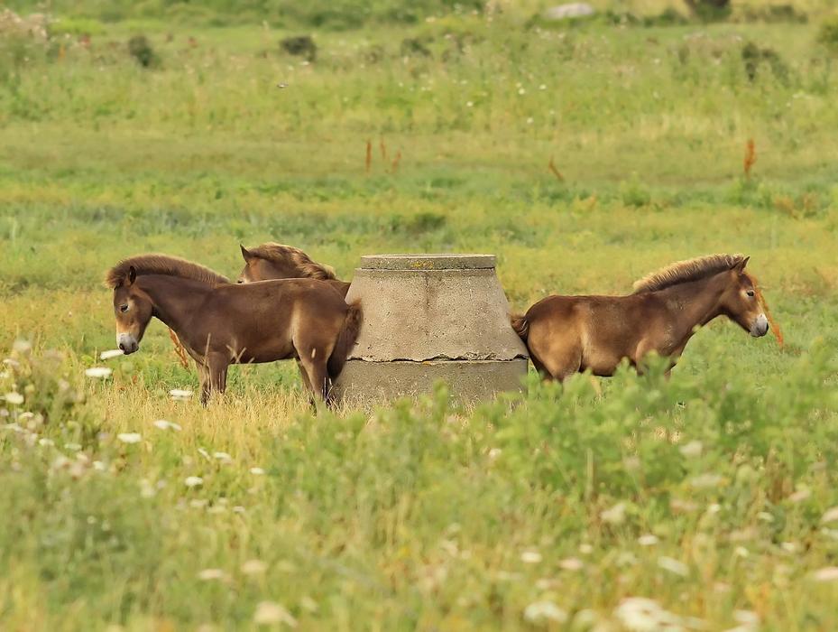 Horses Well Ah Nice Young Wild