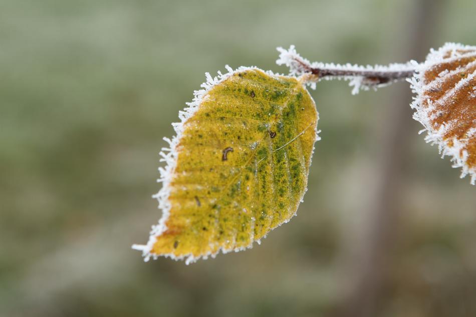 Frost Beech Leaf Fall