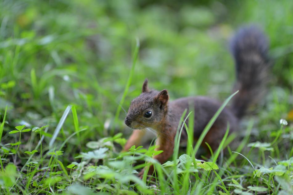 Squirrel Animals