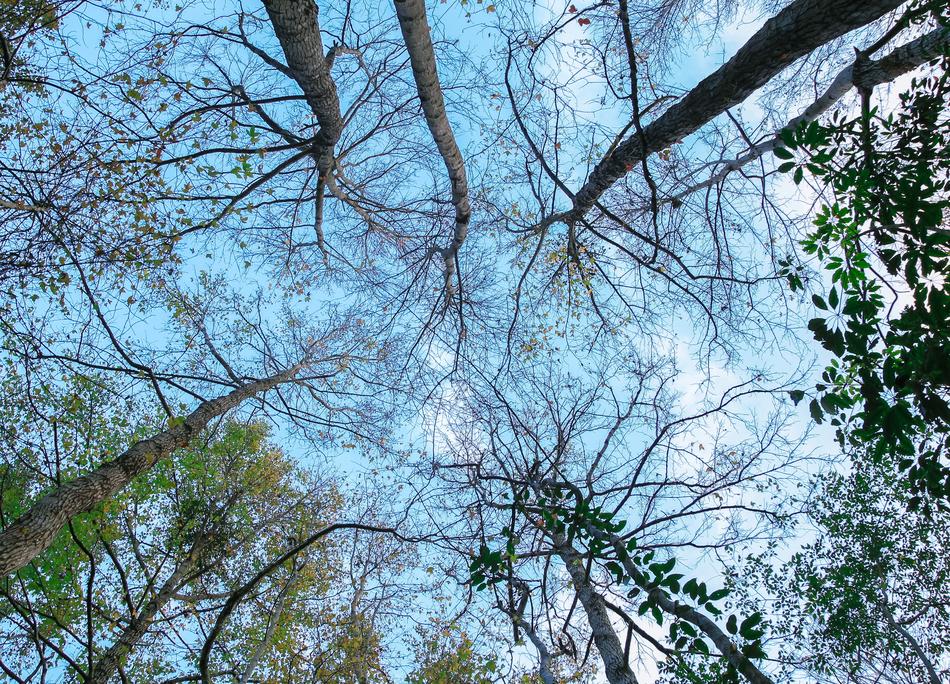 Tree Sky