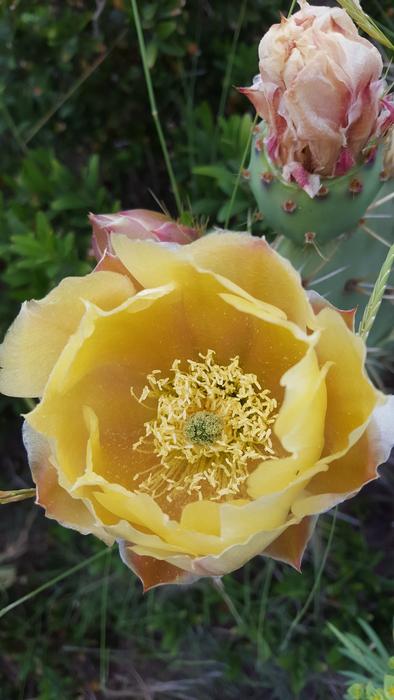 Cactus Blossom