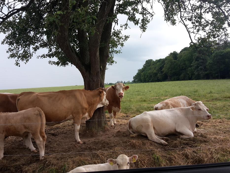 cows resting in the field