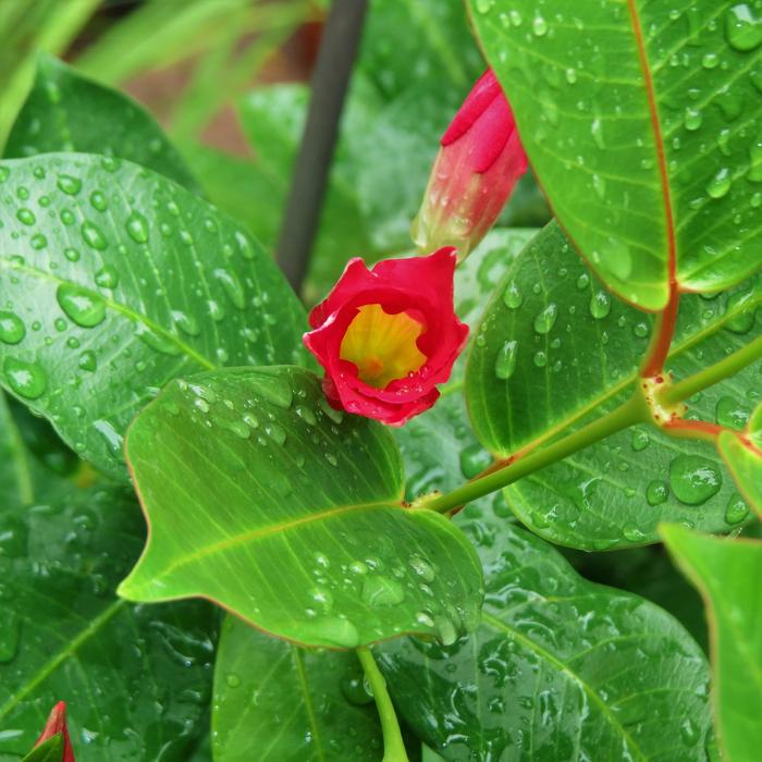 Red Bud Green Vine