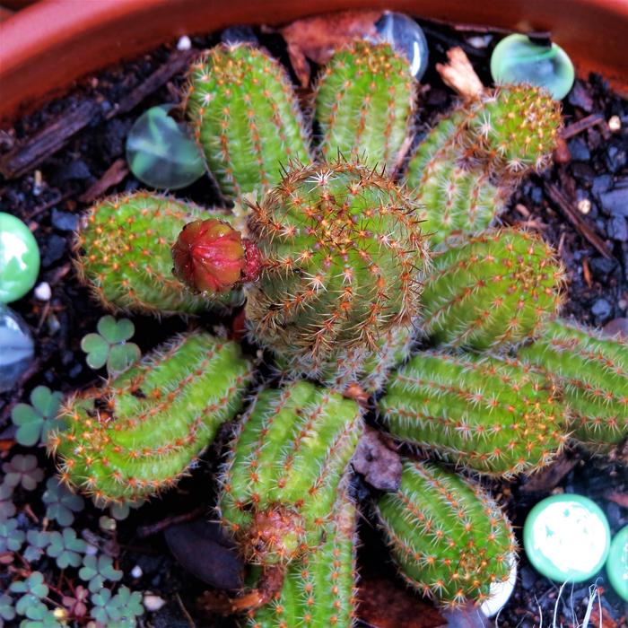 Cactus Bud Green Pink And