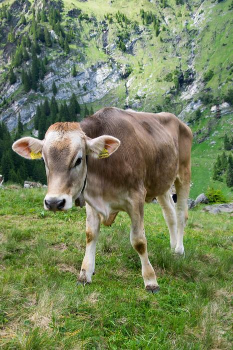 Weidekuh Dairy Cows Cow