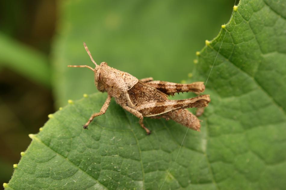 a big grasshopper on a leaf