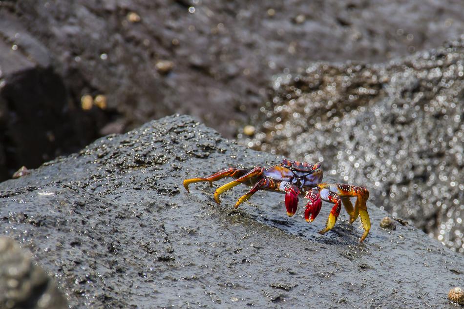crab on the big rock