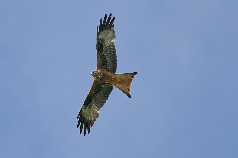 blue sky eagle