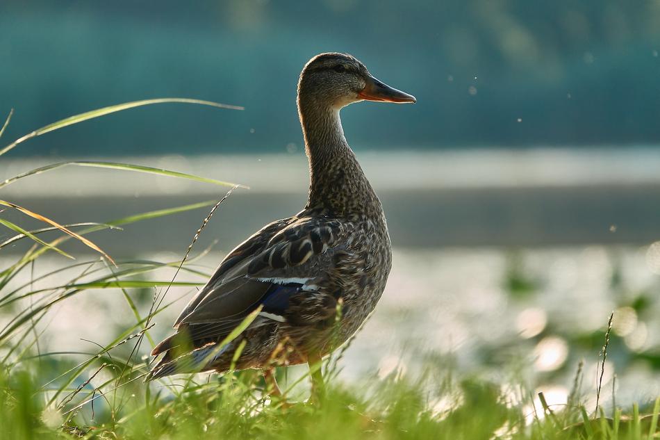 Duck Pride Water Bird