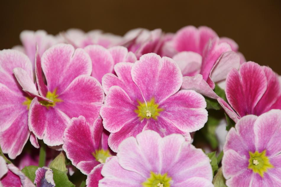 the bouquet of pink flowers is gorgeous