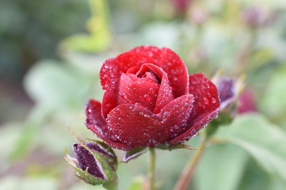 Rose Trickle Affix Hangang