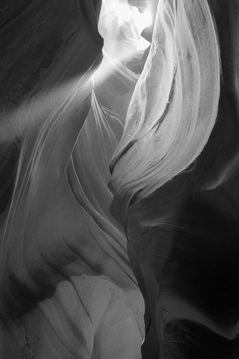 Light Black And White Antelope