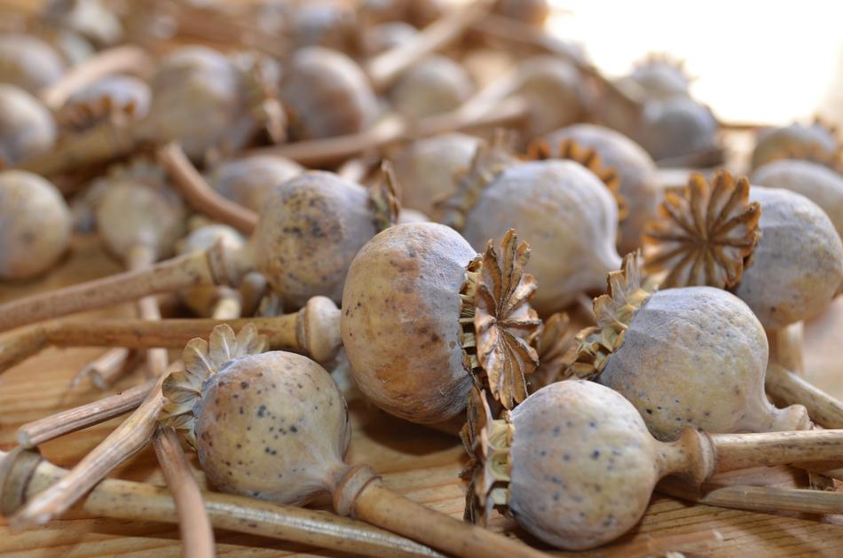withered poppy roots