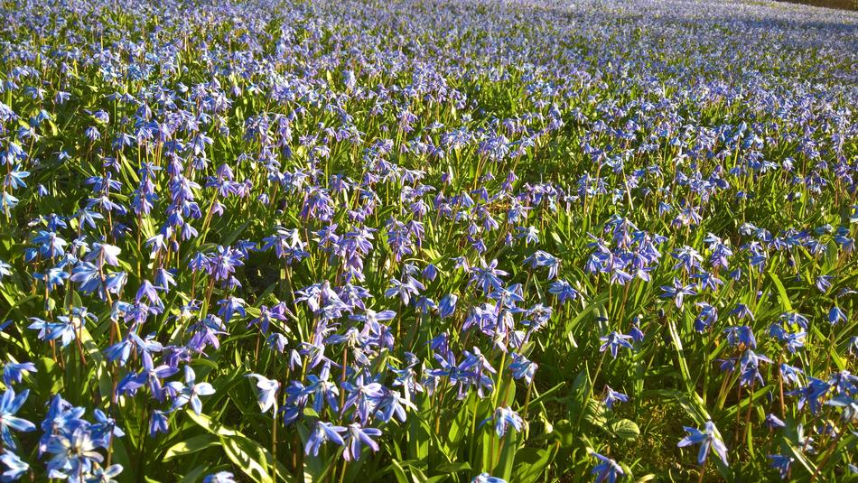 Scilla Blue Flowers