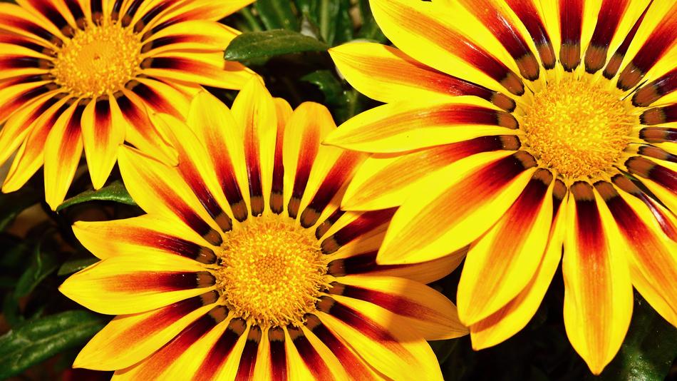 Flowers Terrace Summer