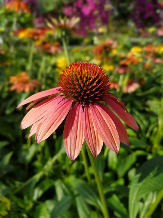 Purple Coneflower Echinacea
