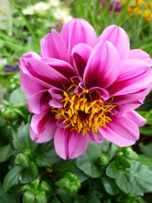 Dahlia Flower Garden Tubers-Plant