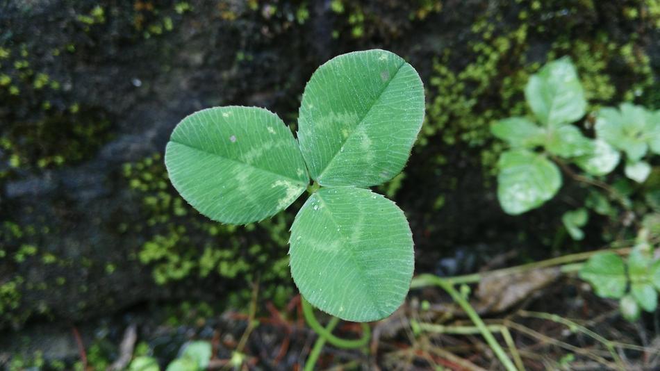 green sweet clover