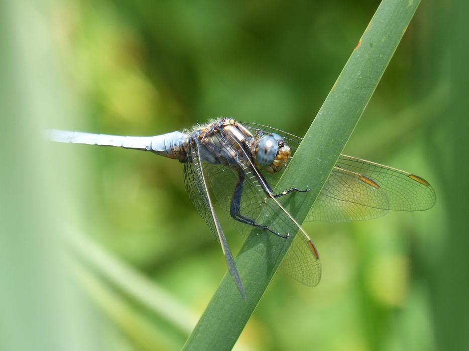 a big dragonfly in the green grass in the meadow