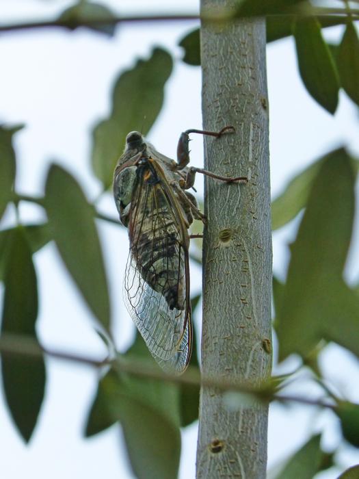 Cicada Crayfish Olive
