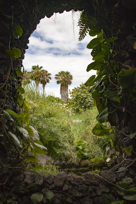 Tenerife Palm Garden Canary islands