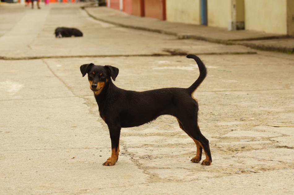 dogs Animals Of The Field