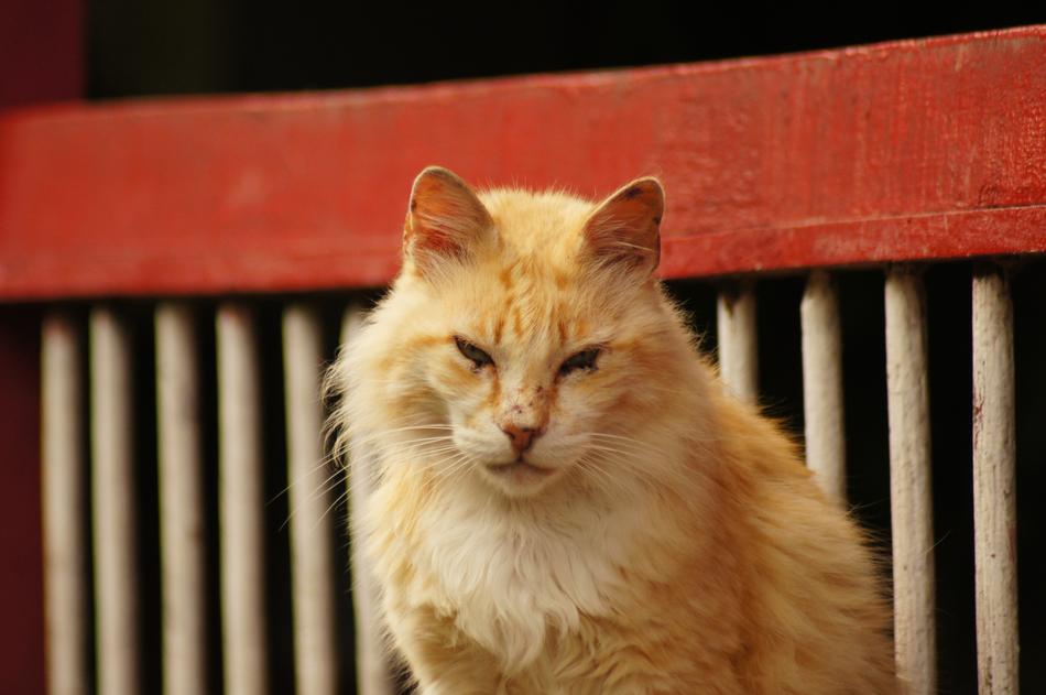 portrait of sleepy orange cat Animal