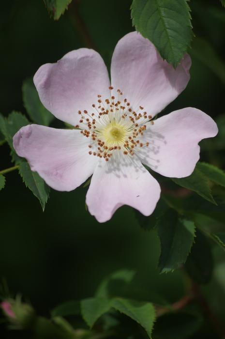 Eglantine Flowers
