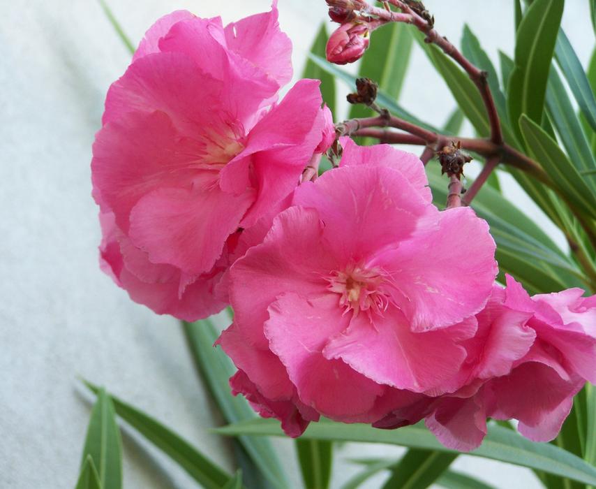 Leander Pink Flower Mediterranean