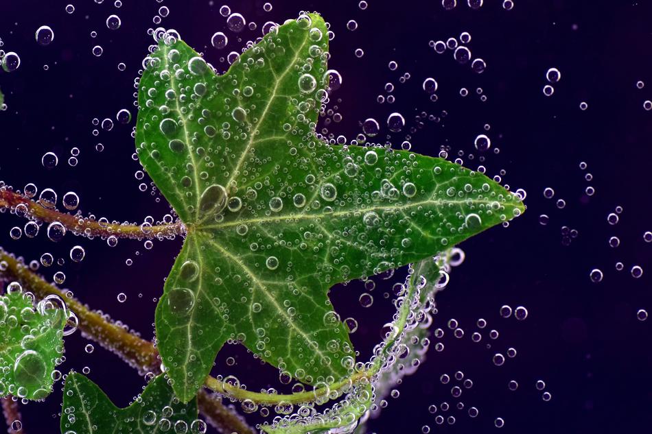 Ivy Underwater