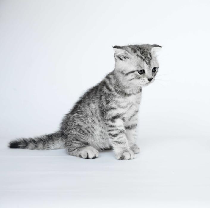a small kitten is sitting on a white background