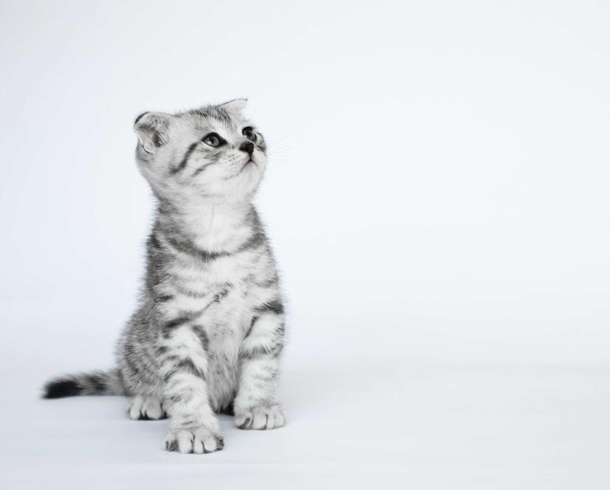 Folded Ears Kittens Short-Haired