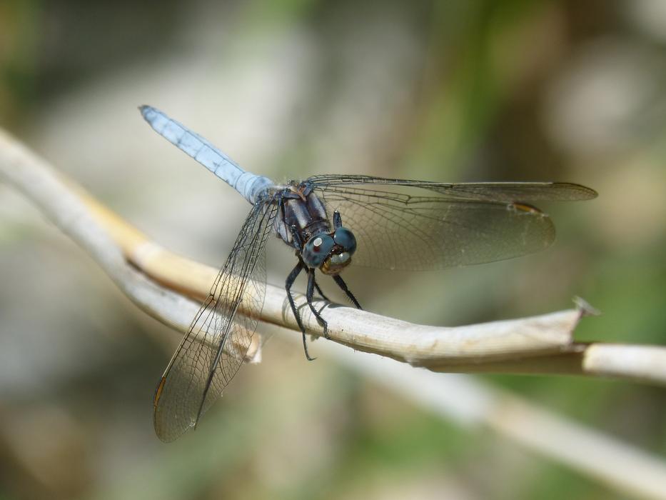 a blue dragonfly on a branch in the grass
