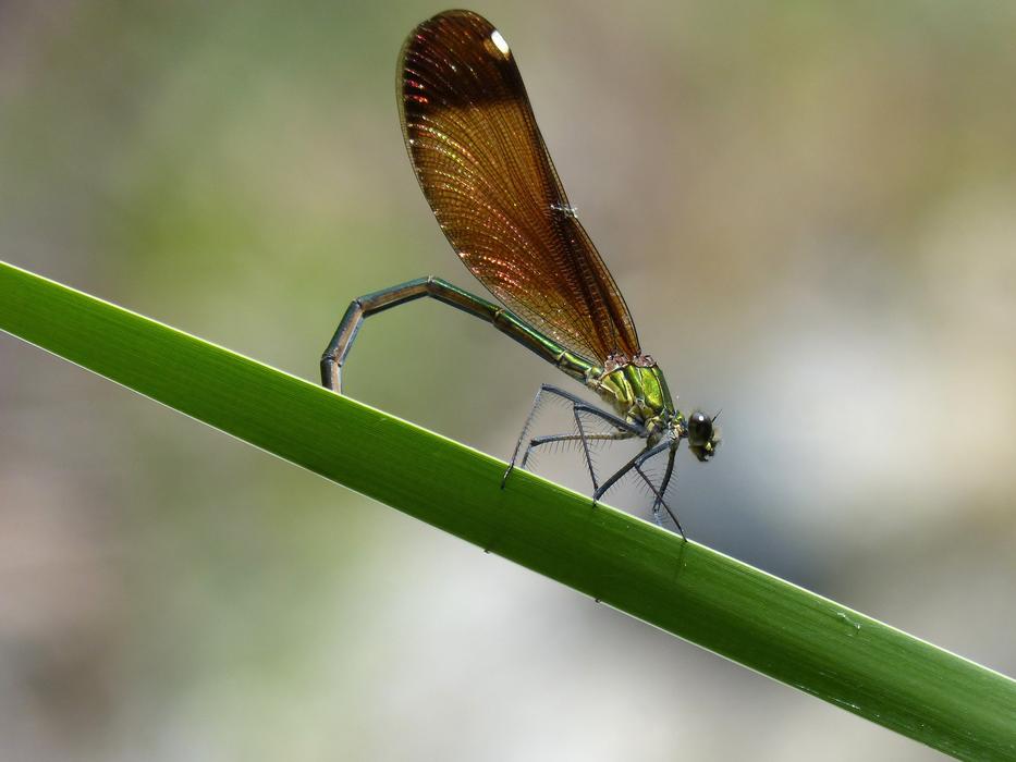 Dragonfly Damselfly Calopteryx