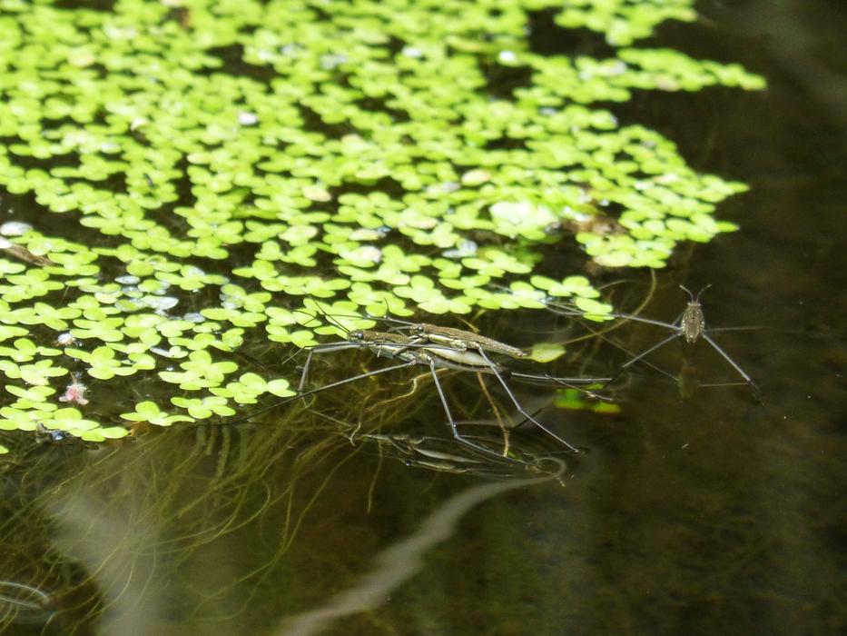 insect on the water of plants