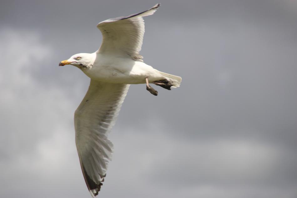 a big white seagull in the sky