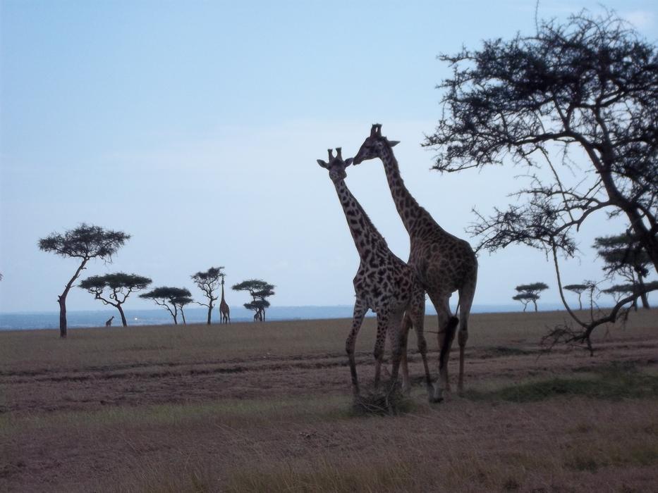 Masai Mara