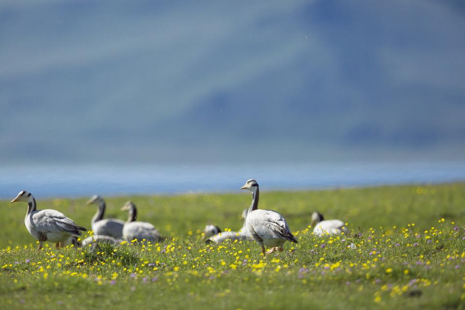 flock of birds on a green meadow in Mongolia